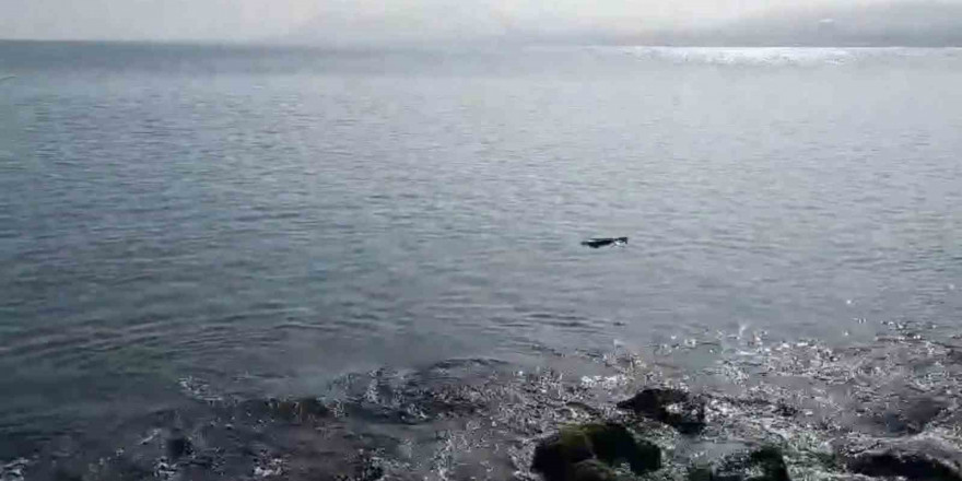 Ordu’da denizde su samuru görüntülendi