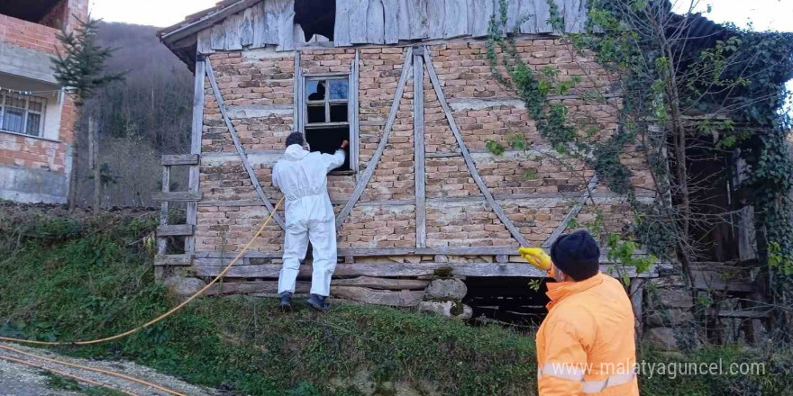 Ordu’da kahverengi kokarcaya karşı 200 bin nokta ilaçlandı