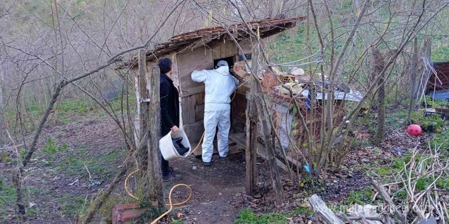 Ordu’da kahverengi kokarcaya karşı 200 bin nokta ilaçlandı