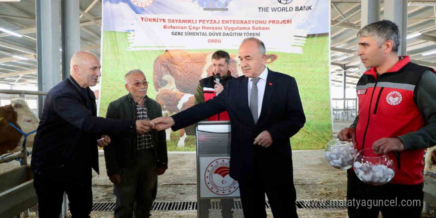 Ordu’da üreticilere gebe düve dağıtımı gerçekleştirildi