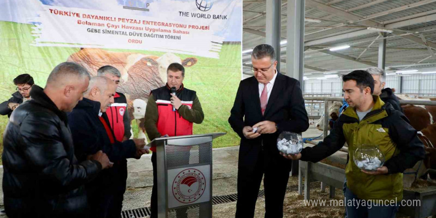 Ordu’da üreticilere gebe düve dağıtımı gerçekleştirildi