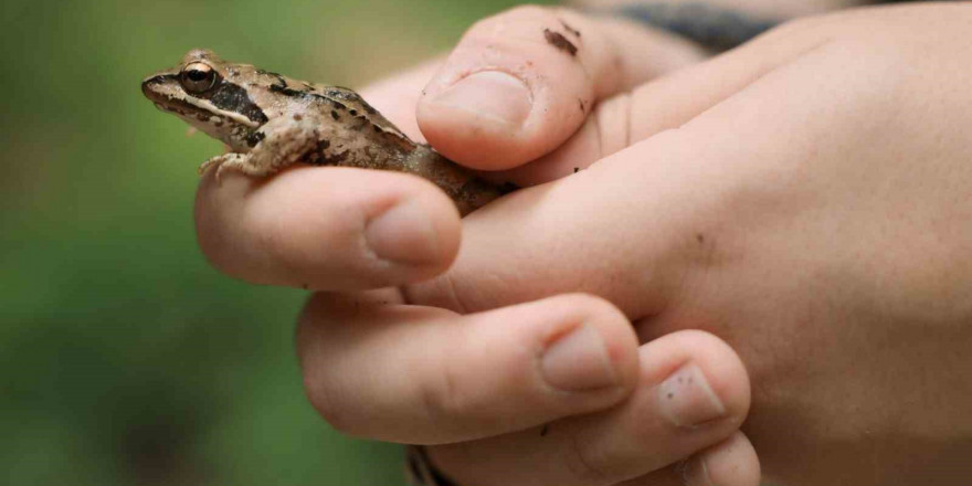 Ormanya’nın zengin biyoçeşitliliği kayıt altına alındı