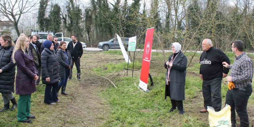 Örnek fındık bahçeleri oluşturuluyor