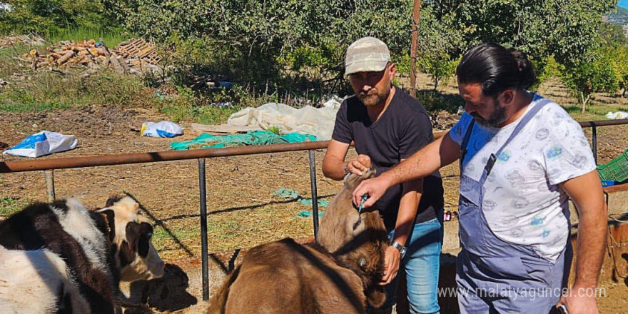 Ortaca’da hayvan sağlığı çalışmaları hızla devam ediyor