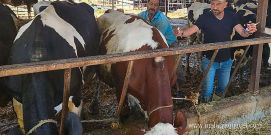 Ortaca’da hayvan sağlığı çalışmaları hızla devam ediyor