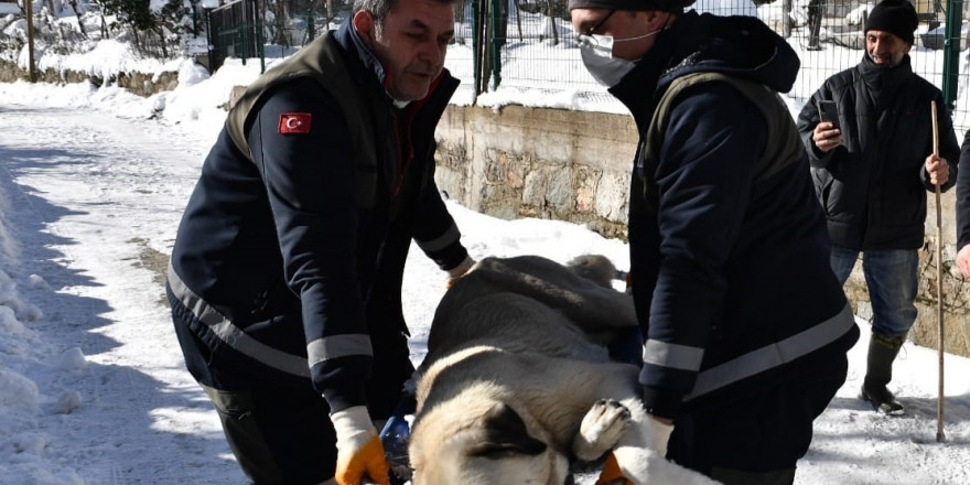 Osmangazi’de başıboş köpekler mercek altında