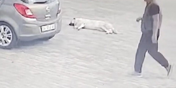 Otomobille köpeğin üzerinden geçti