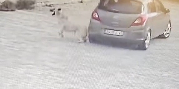 Otomobille köpeğin üzerinden geçti