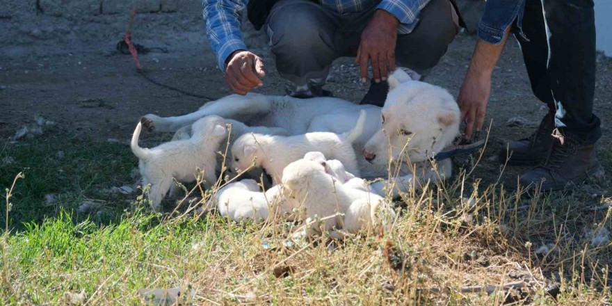 (ÖZEL) Annesiz kalan yavruları başka bir Akbaş cinsi köpek sahiplendi