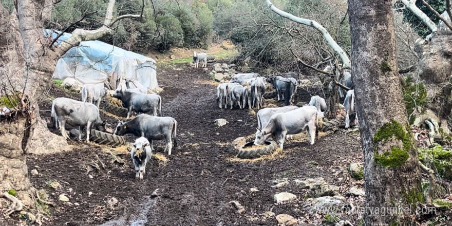 (Özel) Bursa’da 750 yıllık safkan yerli hayvanları kurşuna dizdiler