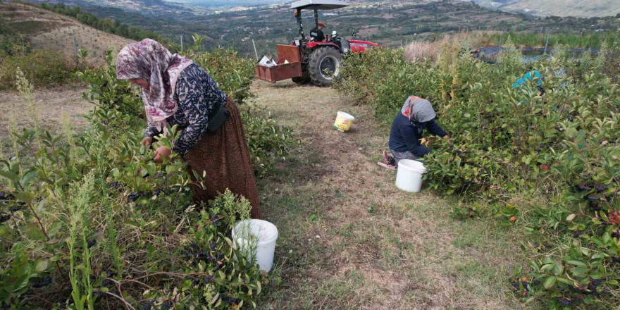 (Özel) Hücreleri yeniliyor, diabete iyi geliyor şimdi pazar arıyor