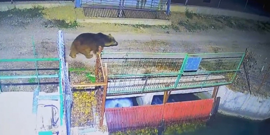 Özlenen kış gelmedi, ayılar kış uykusuna yatmadı