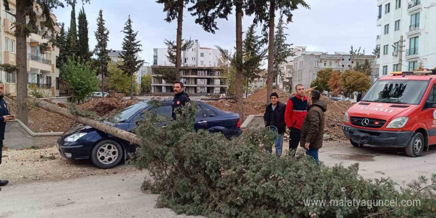 Park halindeki otomobilin üzerine ağaç devrildi