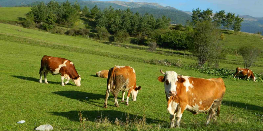 Posof’ta üç mevsim bir arada