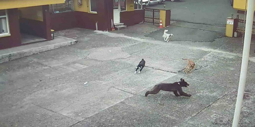 Rize’de çay fabrikasına giren yavru ayıyı köpekler kovaladı