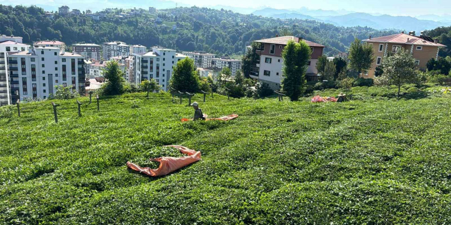 Rize’de çay üreticileri 3. sürgün hasadı için çay bahçelerine girmeye başladı