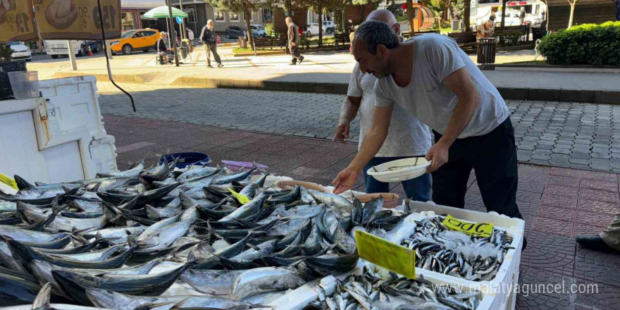 Rize’de hamsi tezgaha 200 TL’den girdi, palamudun saltanatı devam etti