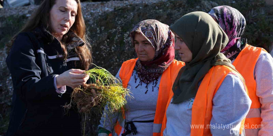 Safran ve salep fideleri Manavgat’ta toprakla buluştu