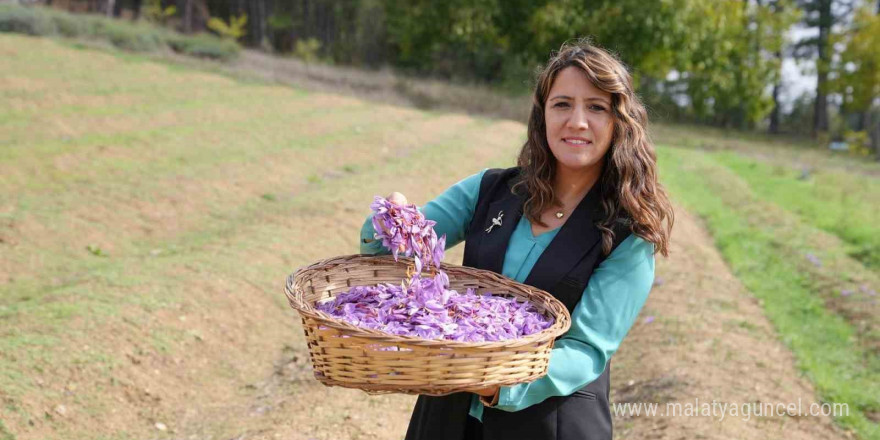 Safran yaprağı atıkları bilime hizmet ediyor