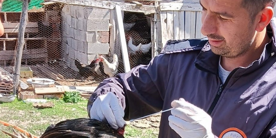 Sağlıklı yumurta üretimi çalışmaları devam ediyor