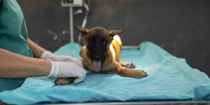 Sahibi tarafından terk edilen köpek, bakımevindeki tedaviyle iyileşiyor