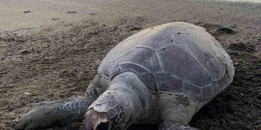 Sahile ölü Caretta deniz kaplumbağası vurdu