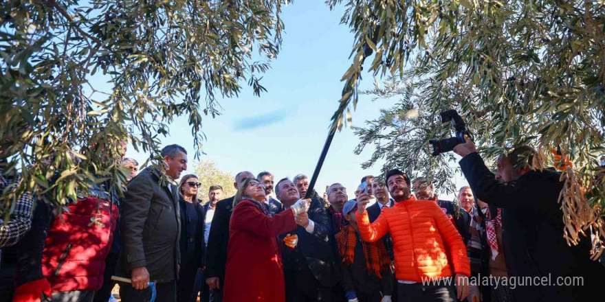 Şahin, Nizip’te zeytin hasadına katıldı