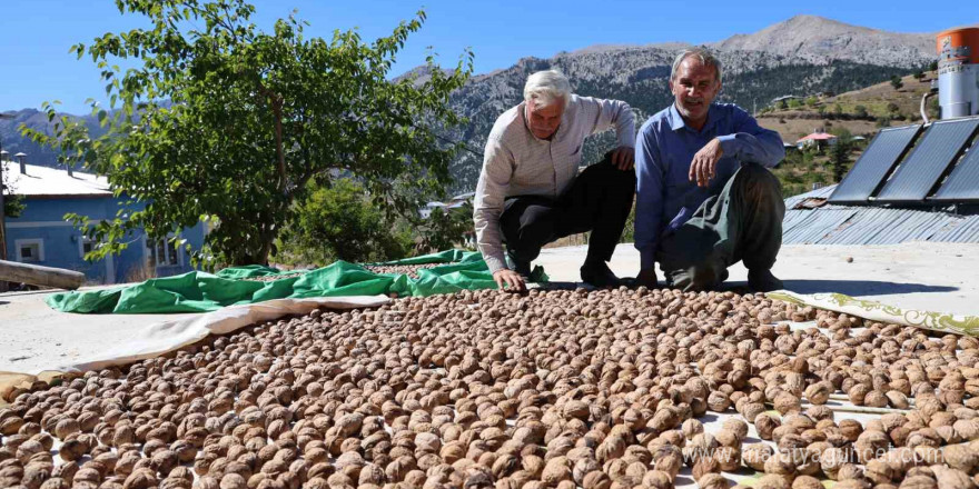 Saimbeyli Çeralan cevizi tescil yolunda