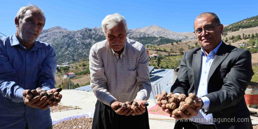 Saimbeyli Çeralan cevizi tescil yolunda