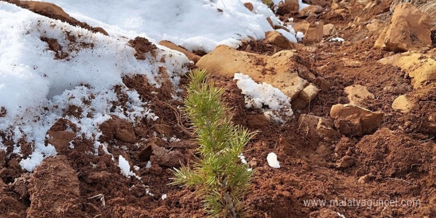 Saimbeyli’de 10 bin fidan dikimi yapıldı