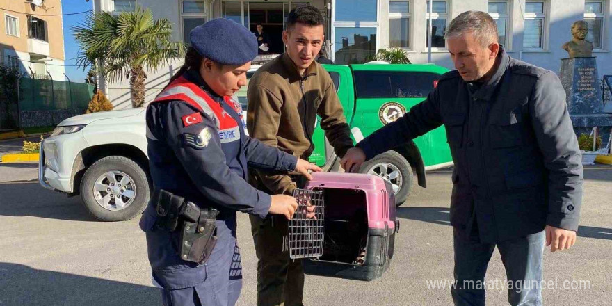 Sakarya’da kaçak avcılık yapan şahsa 48 bin 250 TL ceza