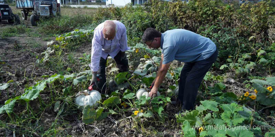 Sakarya’da ona ‘elmas’ deniliyor: Coğrafi işaretli kabağın tarladan sofraya yolculuğu başladı