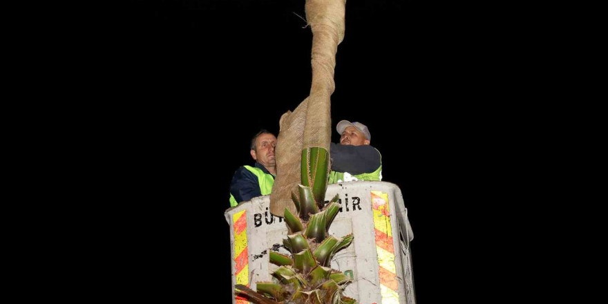 Sakarya’nın süsü palmiyeler kışa hazır