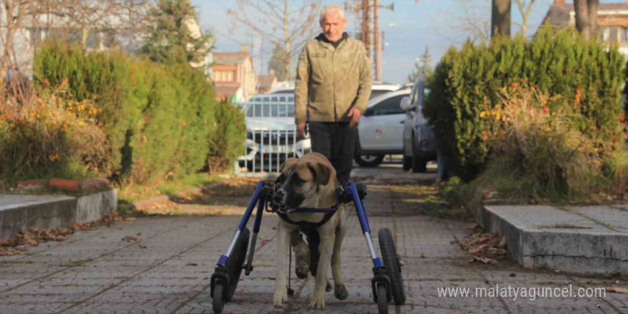 Sakat kalan köpeğini yürüteç ile hayata bağladı