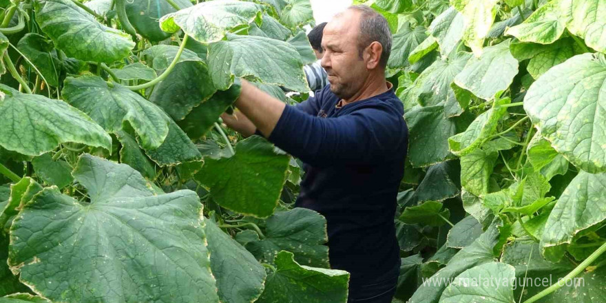 Salatalık üreticisinin yüzünü güldürdü