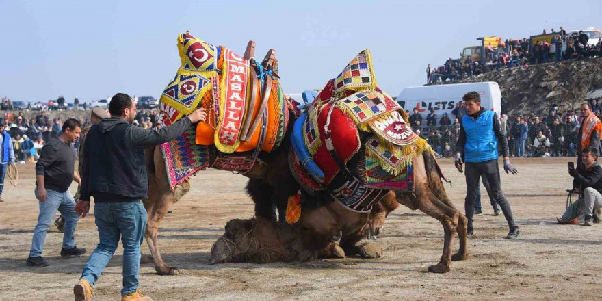 Salihli 10. Geleneksel Deve Güreşi Festivali’ne hazır