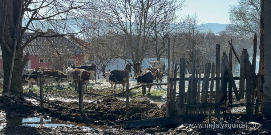 Samanlık ve ahır küle döndü: 3 büyükbaş telef oldu, 17’si kurtarıldı