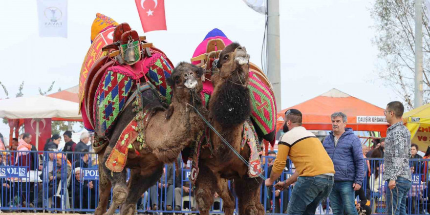 Şampiyon develer kozlarını Tavas arenasında paylaştı