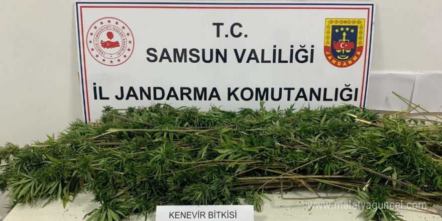 Samsun’da arazide ekili 304 kök kenevir ele geçirildi