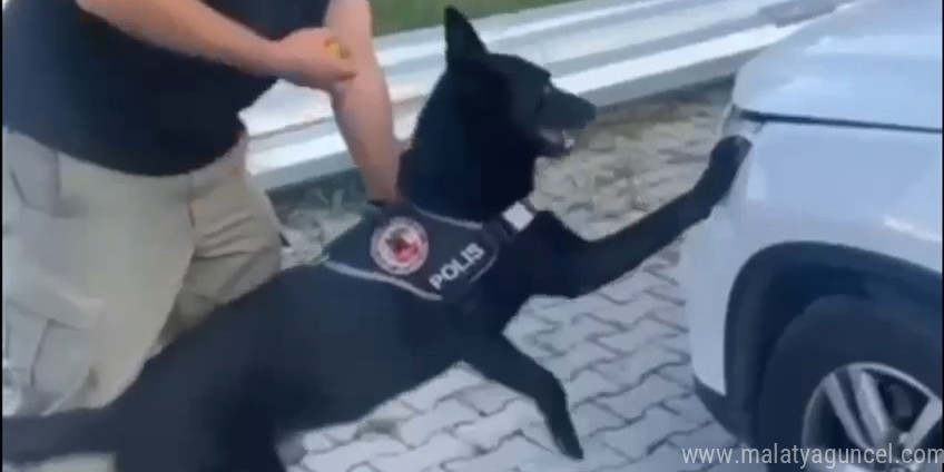 Samsun’da narkotik dedektör köpeği 1 kilo metamfetamini buldu