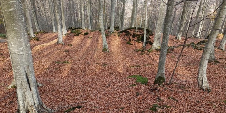 Samsun’da ormanlar korunup, gençleştirilip, genişletiliyor