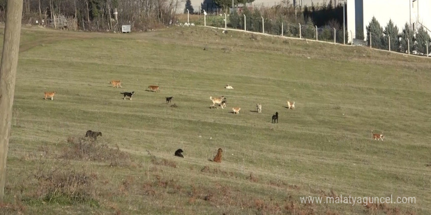 Samsun’un kırsal mahallelerinde başıboş köpek istilası: Mahalleli korku içinde