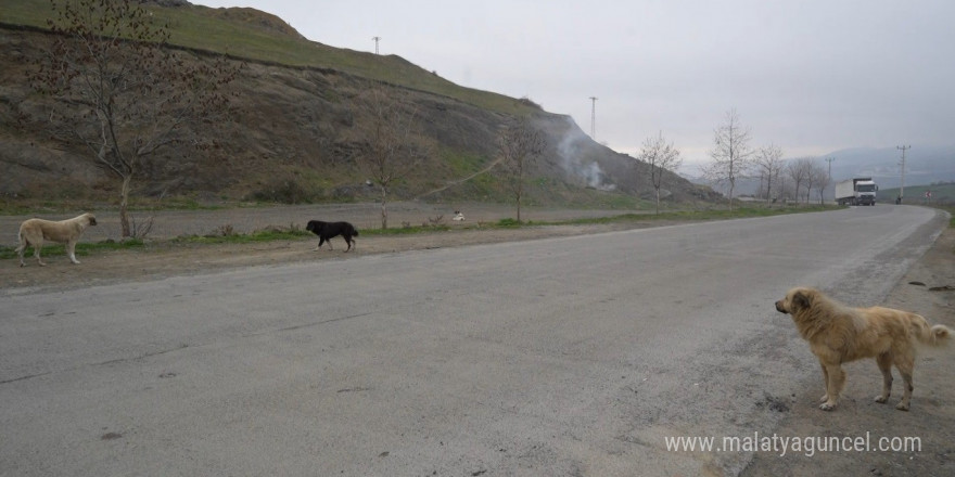 Samsun’un kırsal mahallelerinde başıboş köpek istilası: Mahalleli korku içinde