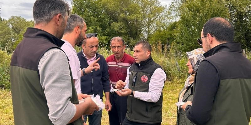 Samuray arıları, kahverengi kokarca ile mücadele için doğaya salındı