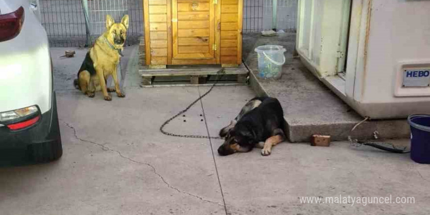 Sancaktepe’de lise öğrencisi köpek saldırısından son anda kurtuldu