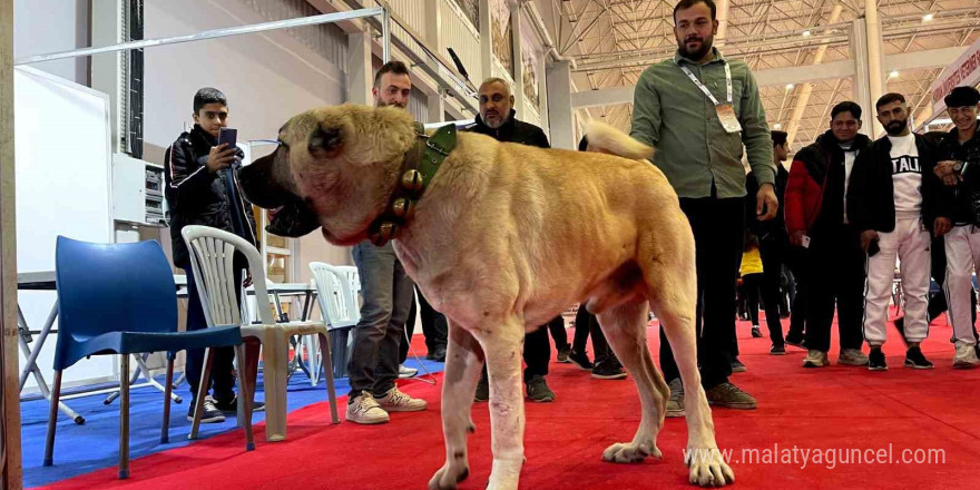 Şanlıurfa’da çobanların vazgeçilmezi: Guregh köpekleri