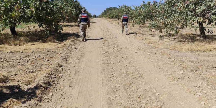 Şanlıurfa’da fıstık hırsızları suçüstü yakalandı