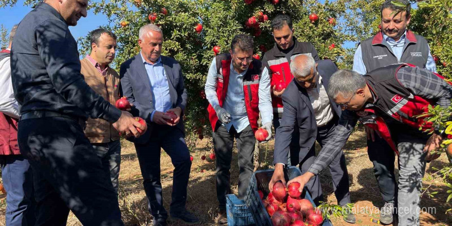 Şanlıurfa’da üretilen Hicaz Narı dünyaya ihraç ediliyor