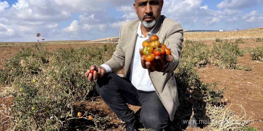 Şanlıurfa’nın kıraç arazilerinde yetişen bej domates koruma altına alınıyor