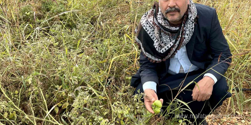 Şanlıurfa’nın kıraç arazilerinde yetişen bej domates koruma altına alınıyor